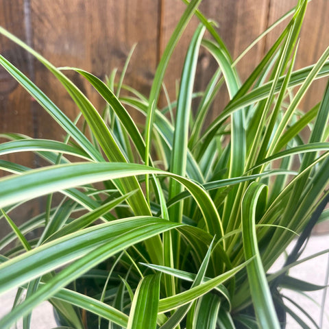 Carex 'ice dance'