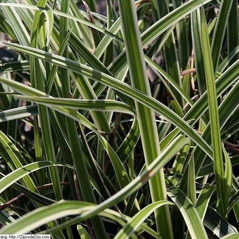 Carex 'ice dance'