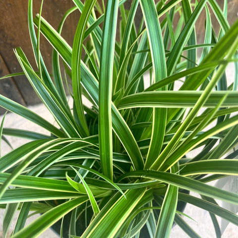 Carex 'ice dance'