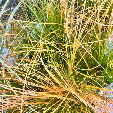 Carex 'prairie fire'