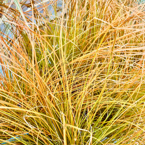 Carex 'prairie fire'