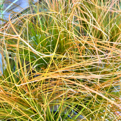 Carex 'prairie fire'