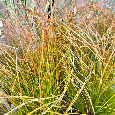 Carex 'prairie fire'