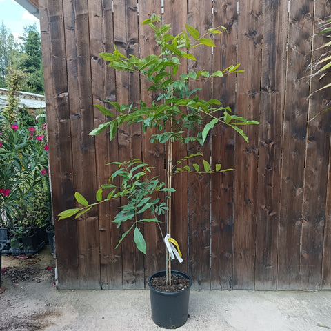 Pacanier - Carya illinoinensis
