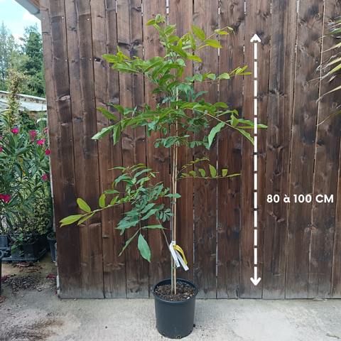 Pacanier - Carya illinoinensis