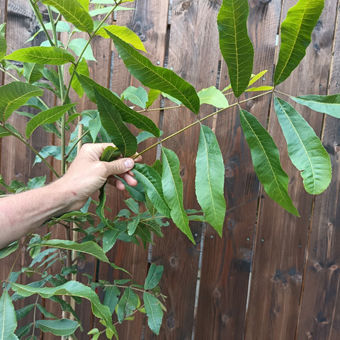 Pacanier - Carya illinoinensis