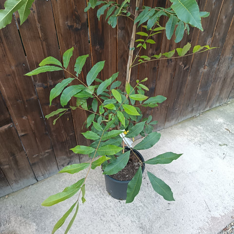 Pacanier - Carya illinoinensis
