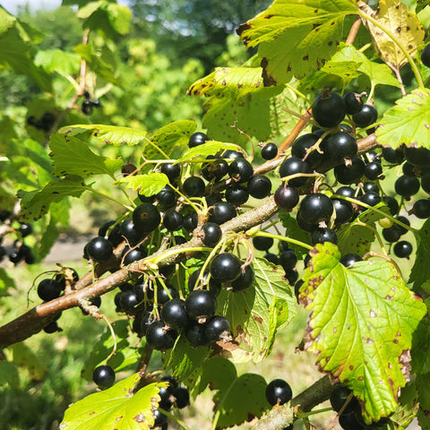 Cassissier 'black down'