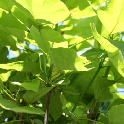 Catalpa Commun