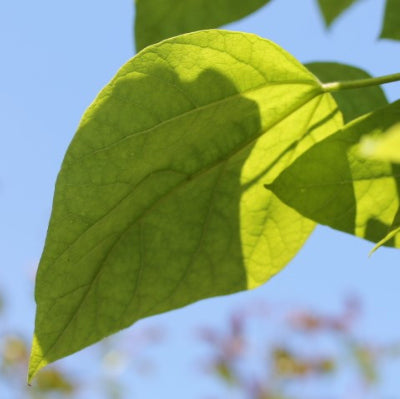 Catalpa Commun