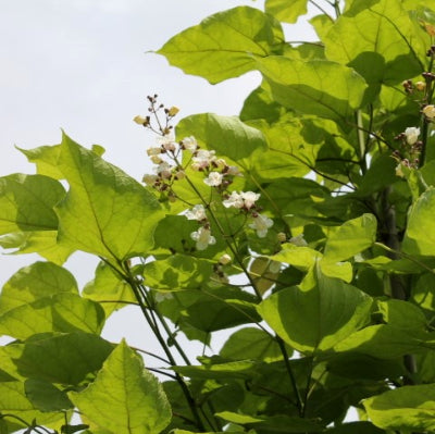 Catalpa Commun