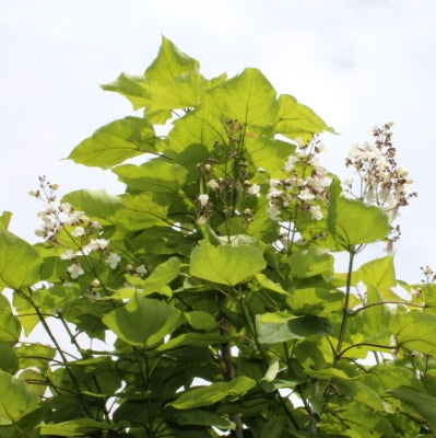 Catalpa Commun