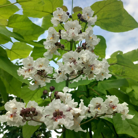 Catalpa Commun