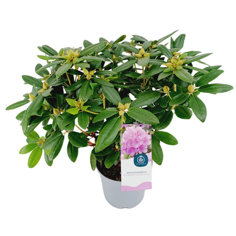 Rhododendron 'catawbiense Grandiflorum'