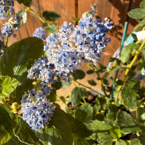 Ceanothe 'Trewithen Blue'