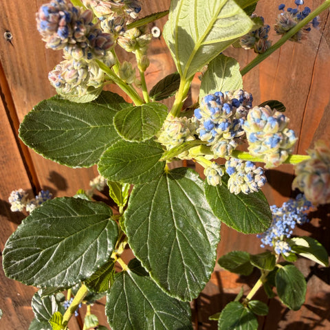 Ceanothe 'Trewithen Blue'