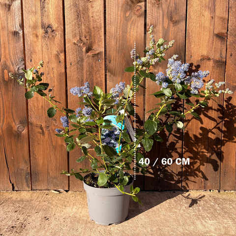 Ceanothe 'Trewithen Blue'