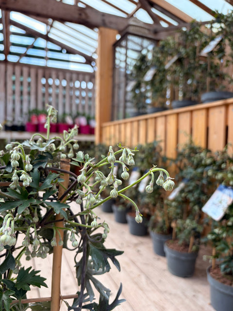 Clématite Cartamanii 'Avalanche'