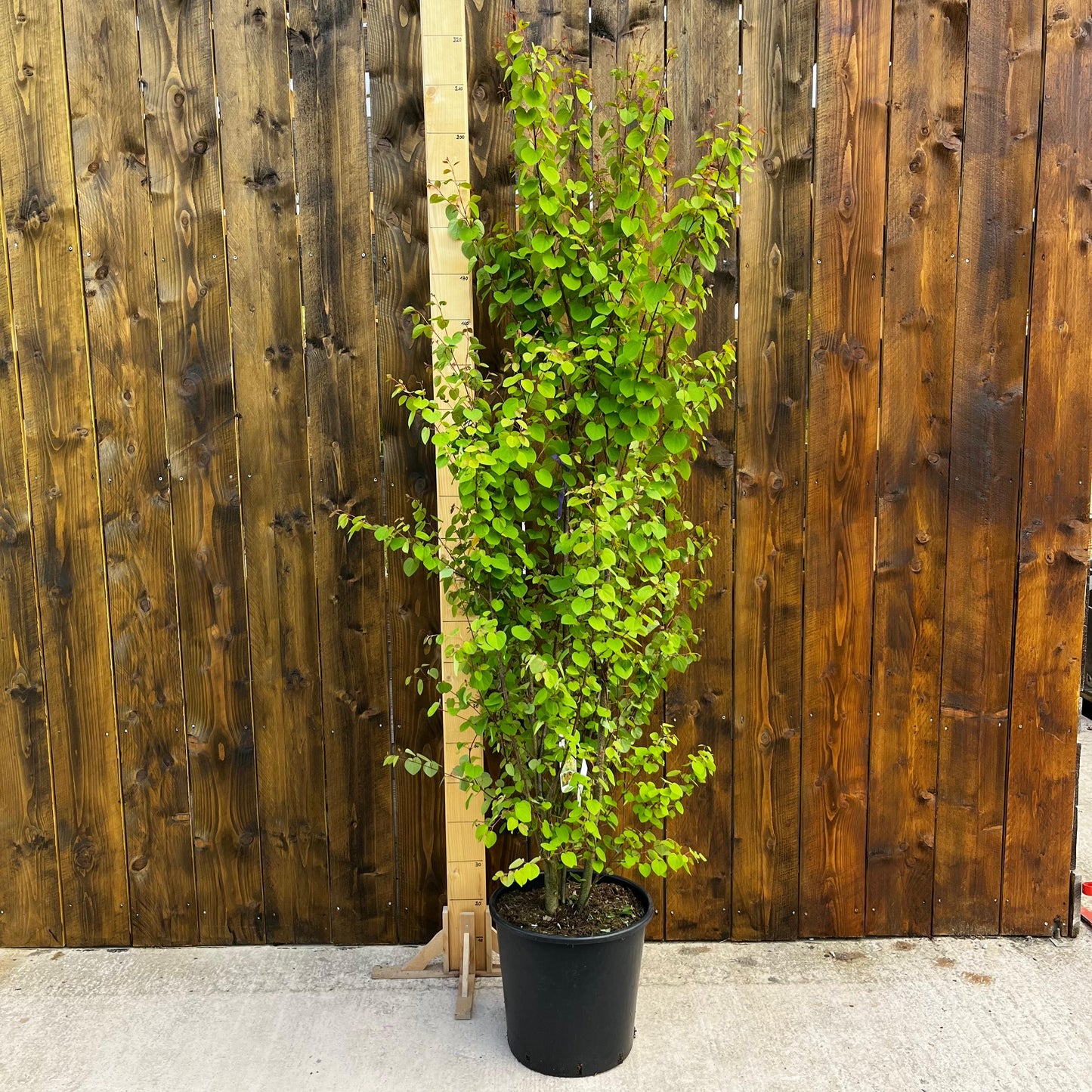 Arbre au caramel