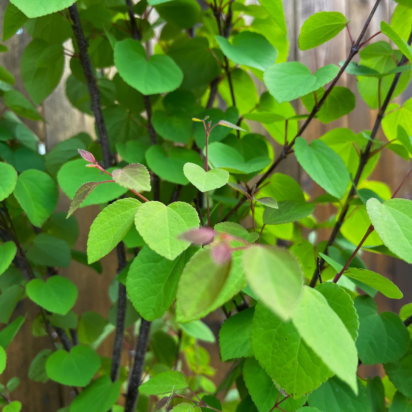 Arbre au caramel
