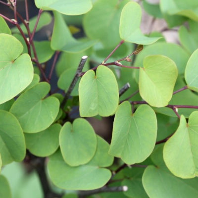 Cercis 'Sillicastrum'