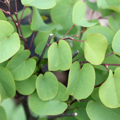 Cercis siliquastrum