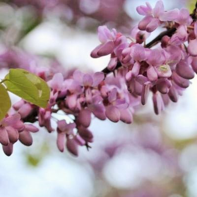 Cercis 'Sillicastrum'