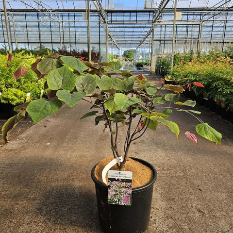 Cercis canadensis 'Carolina Sweetheart' - Gainier du Canada panaché