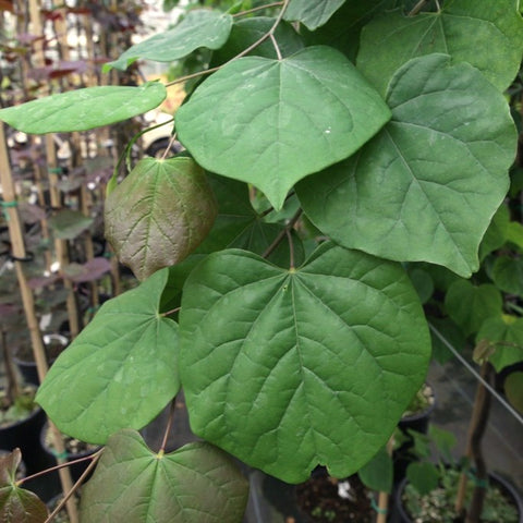 Cercis canadensis 'Carolina Sweetheart' - Gainier du Canada panaché