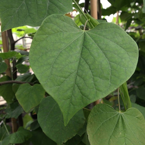 Cercis canadensis 'Carolina Sweetheart' - Gainier du Canada panaché