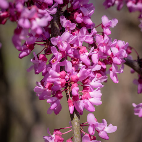 Cercis canadensis 'Eternal Flame'