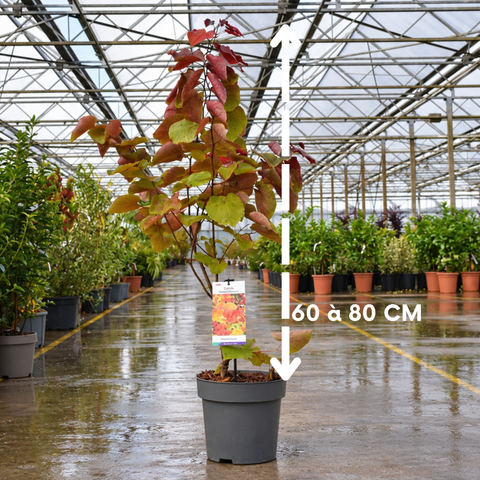 Cercis canadensis 'Eternal Flame'