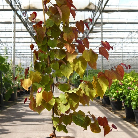 Cercis canadensis 'Eternal Flame'