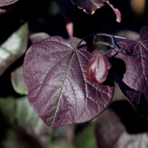 Cercis canadensis Forest Pansy