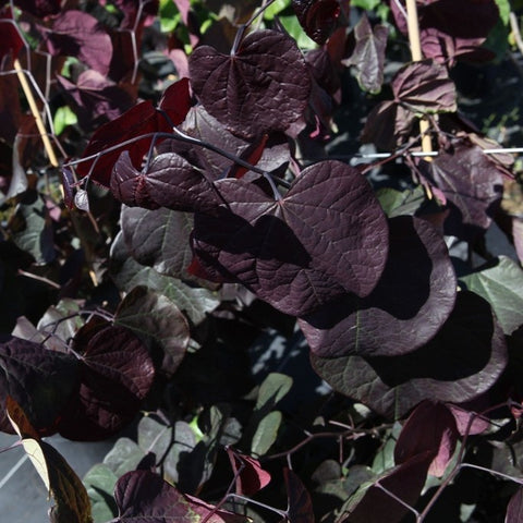 Cercis canadensis Forest Pansy