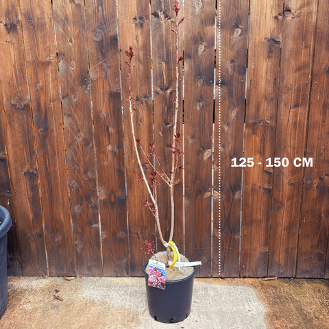 Prunus 'Royal Burgundy' - Ceriser à fleurs