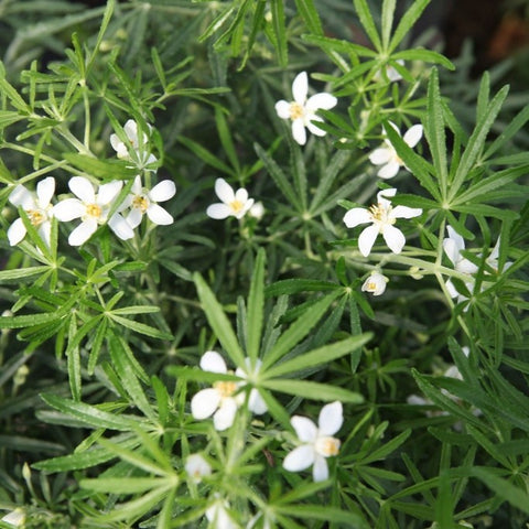 Oranger du Mexique 'white dazzler'