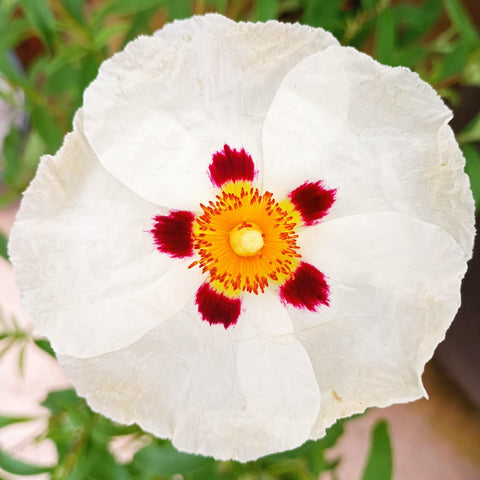 Cistus x purpureus Alan Fradd