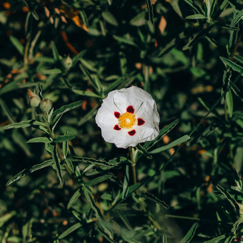 Cistus x purpureus Alan Fradd