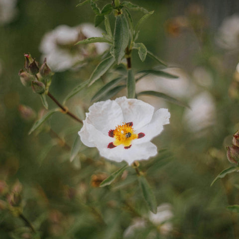 Cistus x purpureus Alan Fradd