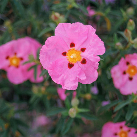 Cistus x purpureus