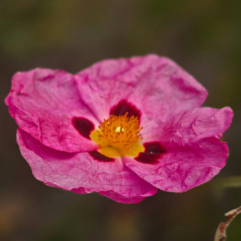 Cistus x purpureus
