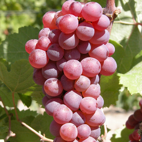 Vigne 'Clairette rose'