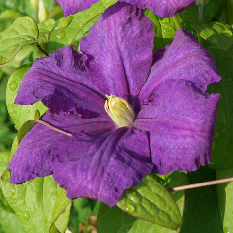 Clématite Luther Burbank