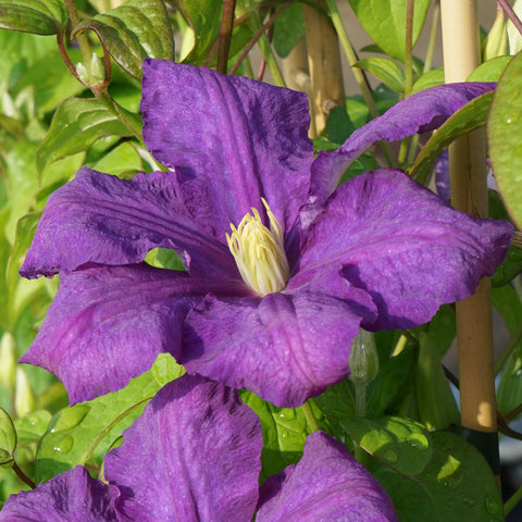 Clématite Luther Burbank