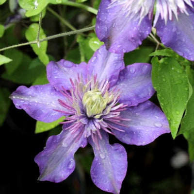 Clématite 'Multiblue'