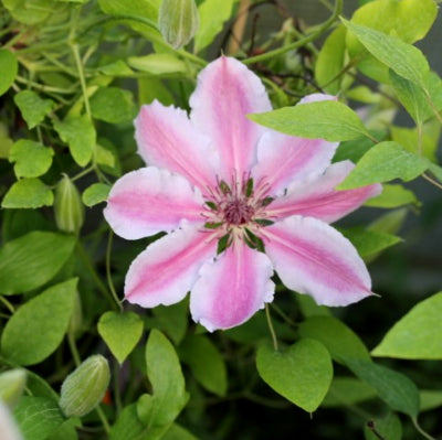 Clématite 'Nelly Moser'