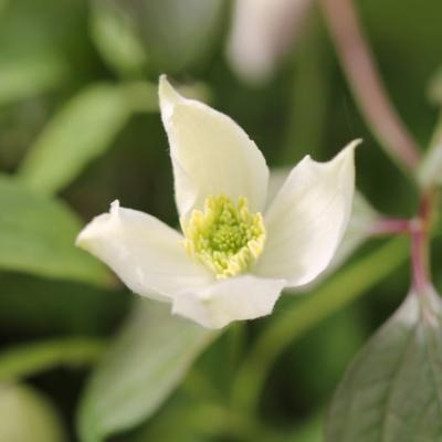 Clématite 'Montana Grandiflora'