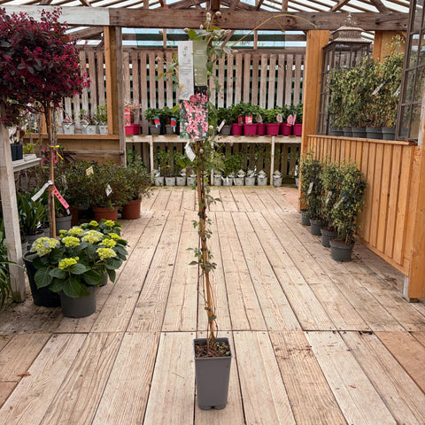 Clématite montana 'Broughton star'