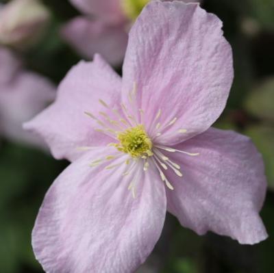 Clématite 'Montana Rubens'